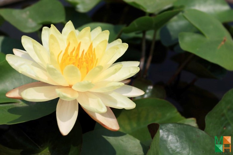 Tranh dán tường hoa súng tại Yên Phụ, Tây Hồ, Hà Nội FW - 274 Tranh dán tường hoa súng tại Yên Phụ, Tây Hồ, Hà Nội FW - 274